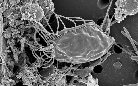 Encuentran dos nuevos tipos de microbios realmente extraños