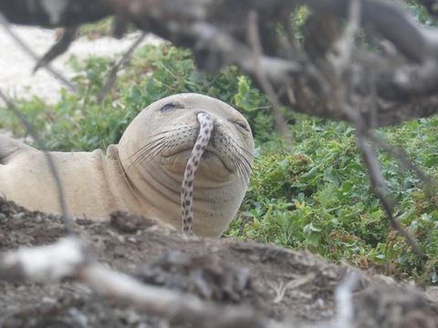 ¿Qué es eso tan extraño que esta foca tiene en la nariz?