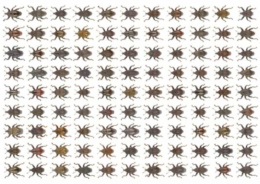 Al menos 24 nuevas especies de escarabajos descubiertas 1 al menos 24 nuevas especies de escarabajos descubiertas Al menos 24 nuevas especies de escarabajos descubiertas