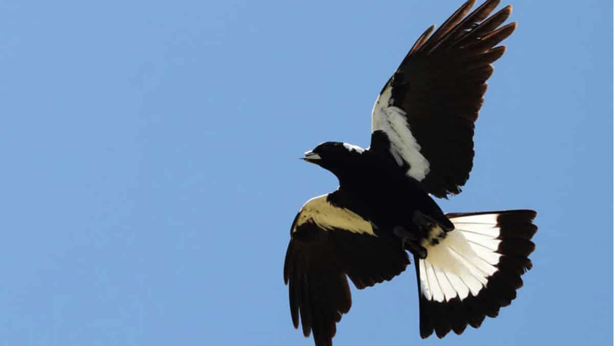 Alerta en Australia: Los pájaros atacan a la gente
