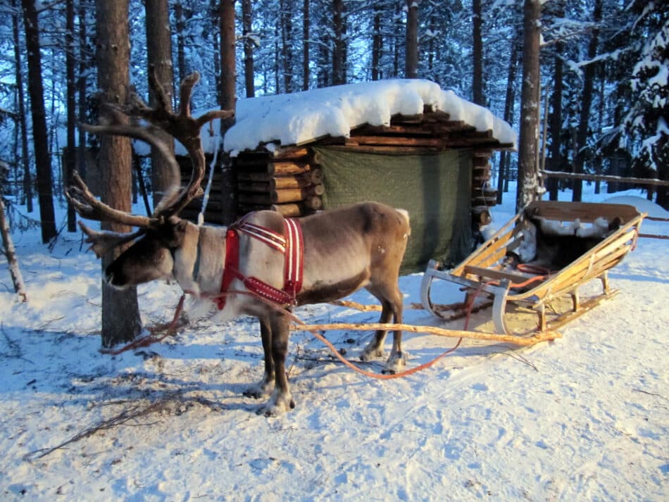 Alerta navideña: los renos son cada vez más pequeños