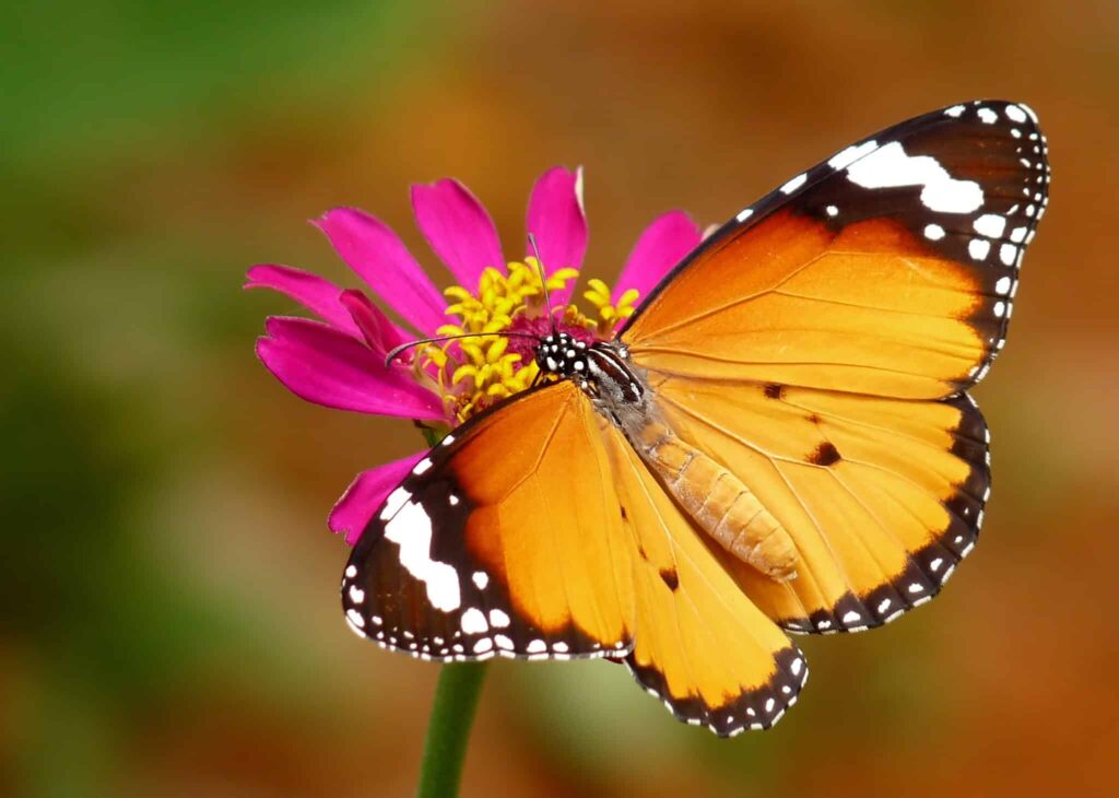 ¡Alerta! ¡Pandemia zombi entre las mariposas! 1 alerta pandemia zombi entre las mariposas ¡Alerta! ¡Pandemia zombi entre las mariposas!