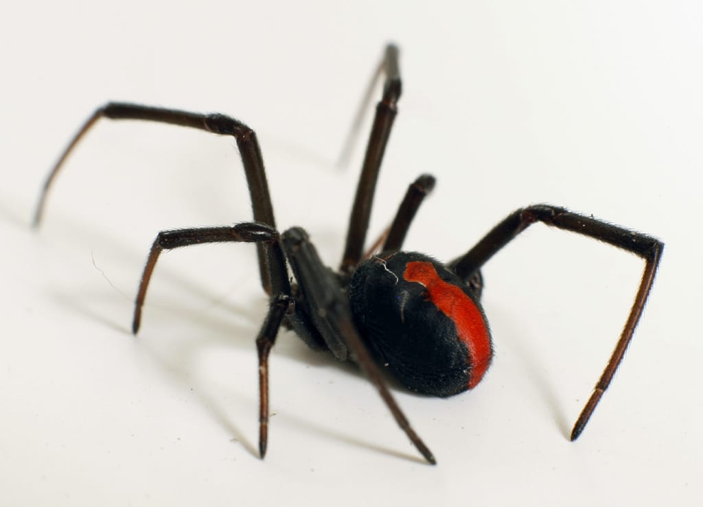 Algunas arañas macho se aparean con hembras inmaduras para no ser devoradas