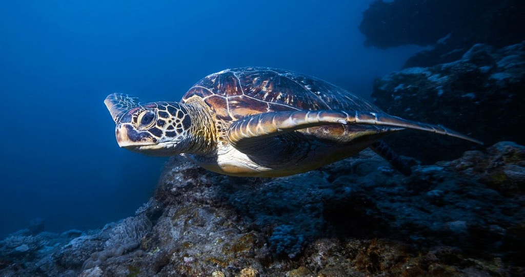 Algunas tortugas sobreviven al invierno respirando por el ano
