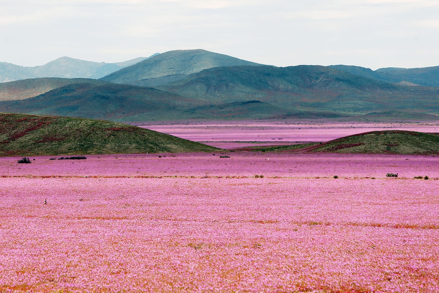 ¡Alucinante! El lugar más seco del mundo se tiñe de rosa