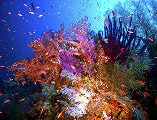 Amor en los arrecifes de coral