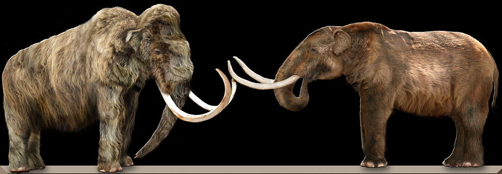 Análisis de ADN demuestran que los mamuts se cruzaban entre diferentes especies