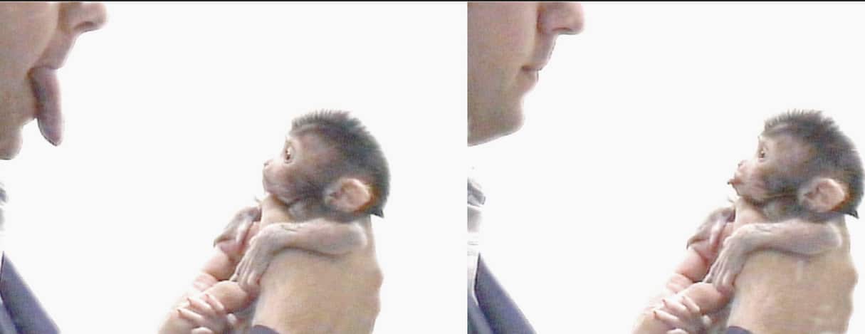 Analizar el cerebro de los primates para descubrir qué nos hace humanos