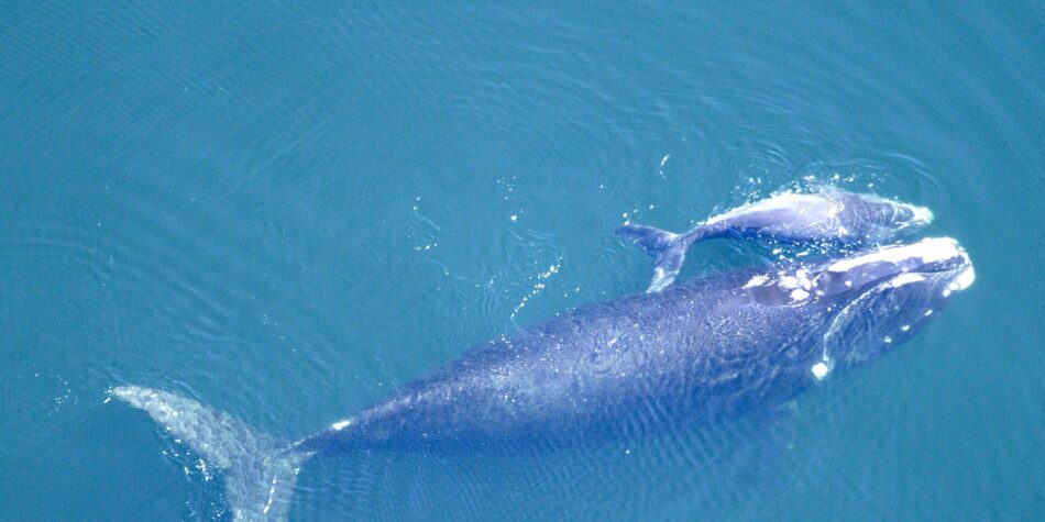Las ballenas que susurran para proteger a sus crías de los depredadores
