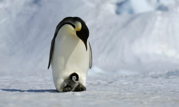 Así consigue un pingüino emperador que sus huevos no se congelen