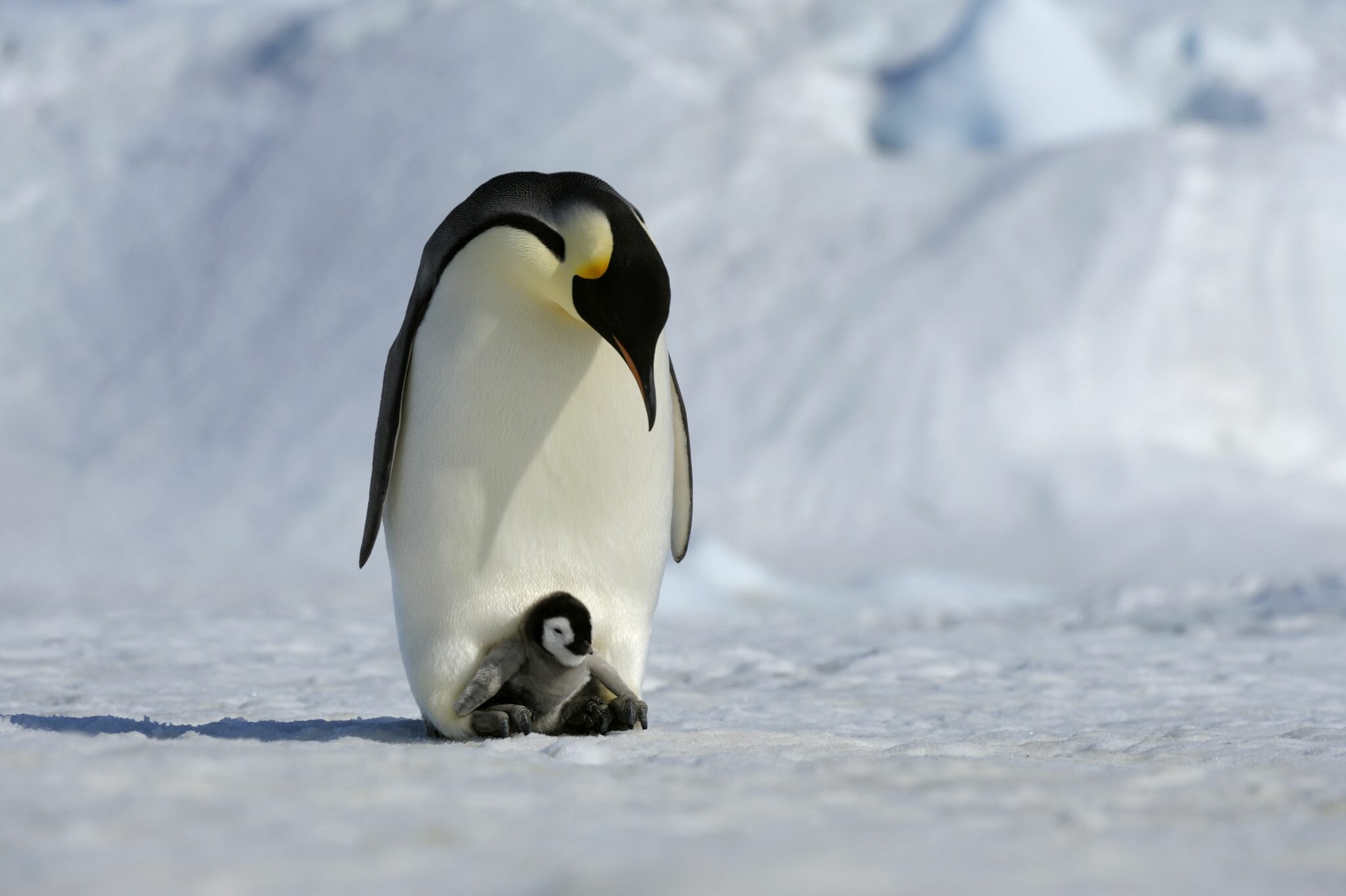 Así consigue un pingüino emperador que sus huevos no se congelen