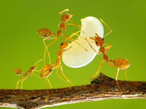 ¿Qué les ocurre a las hormigas cuando muere su reina?