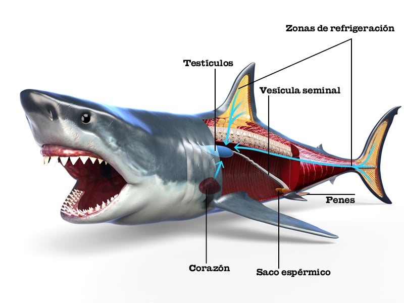 Aparato reproductor del tiburón