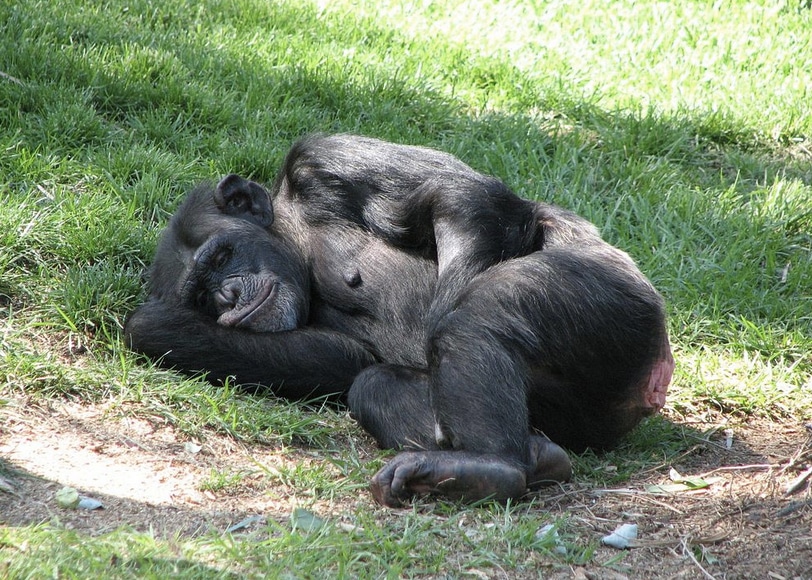 Apuesta y perderás: ¿está más limpia tu cama o la de un chimpancé?