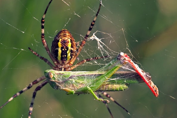 Arañas comiendo y siendo comidas
