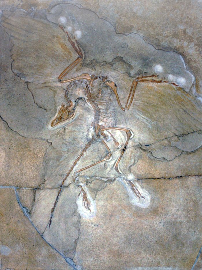 Archaeopteryx recupera su puesto