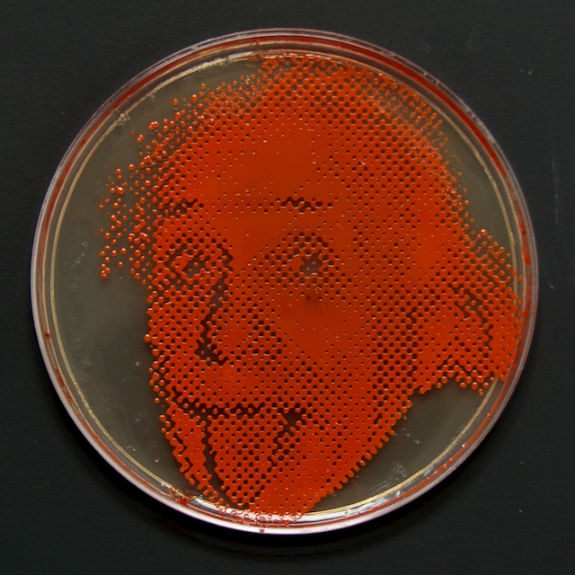Arte en una placa de Petri