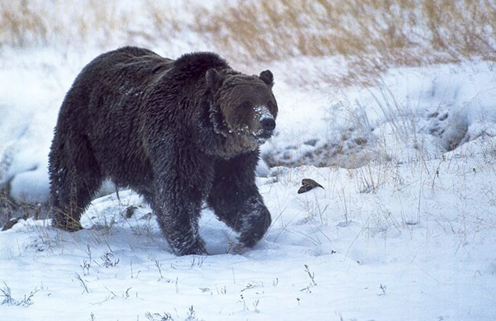 Asesinan a Scarface, el oso más famoso de Yellowstone