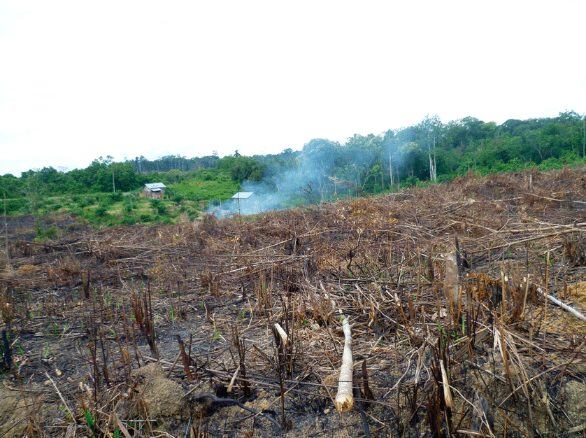 Así afecta al clima la deforestación por el aceite de palma