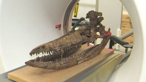 Así era el cráneo de una fabulosa criatura prehistórica