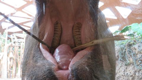 Así es el interior de la boca de un elefante