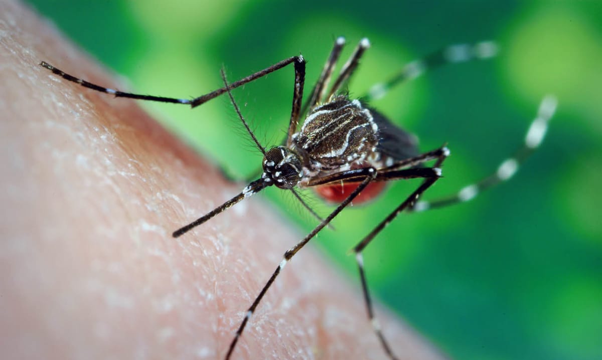 Así es el sorprendente mecanismo que permite volar a los mosquitos