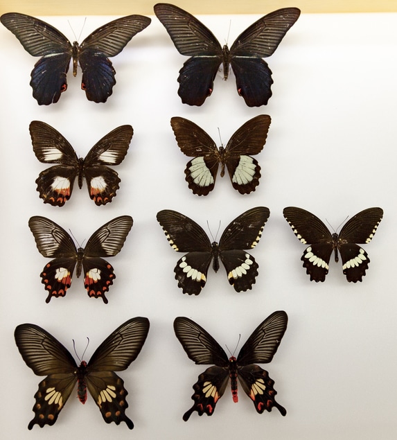 Así evolucionaron su camuflaje las mariposas