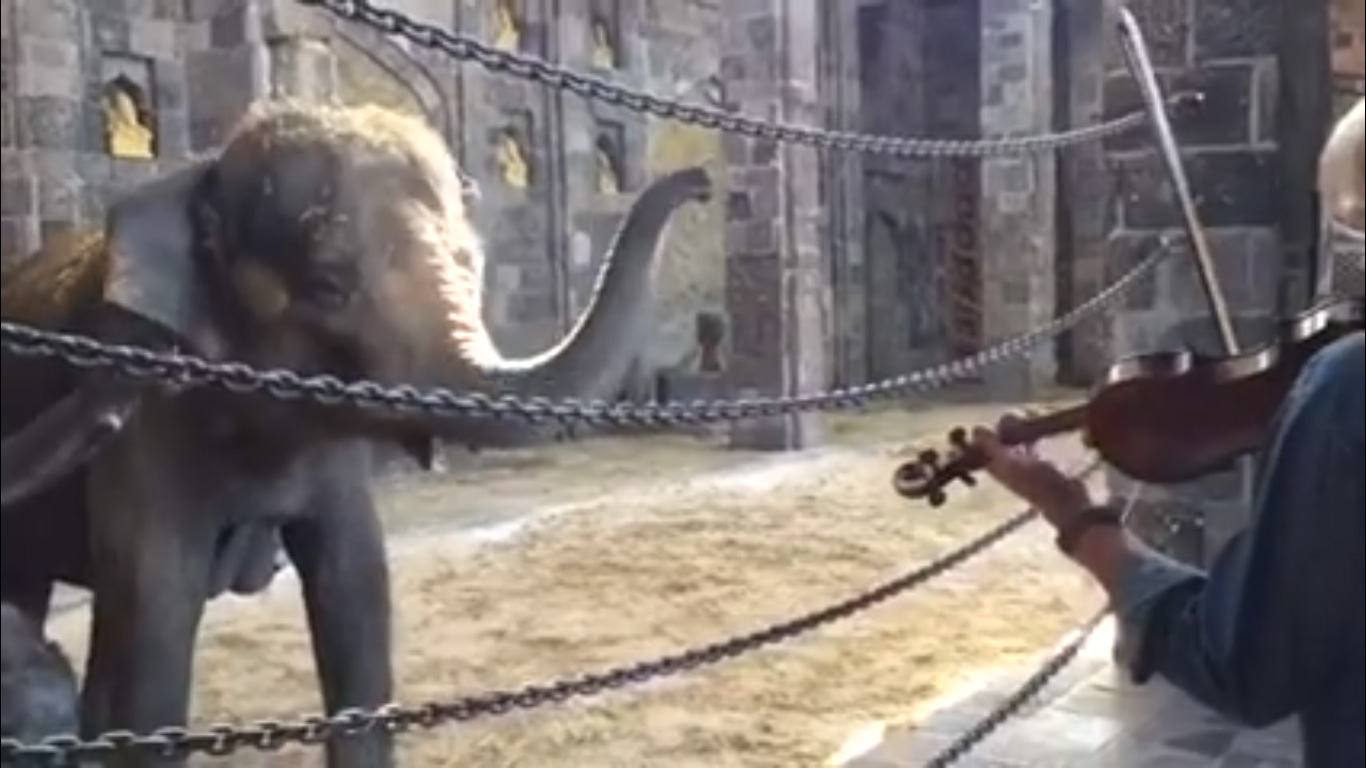 Así reaccionan los elefantes ante un concierto de música clásica