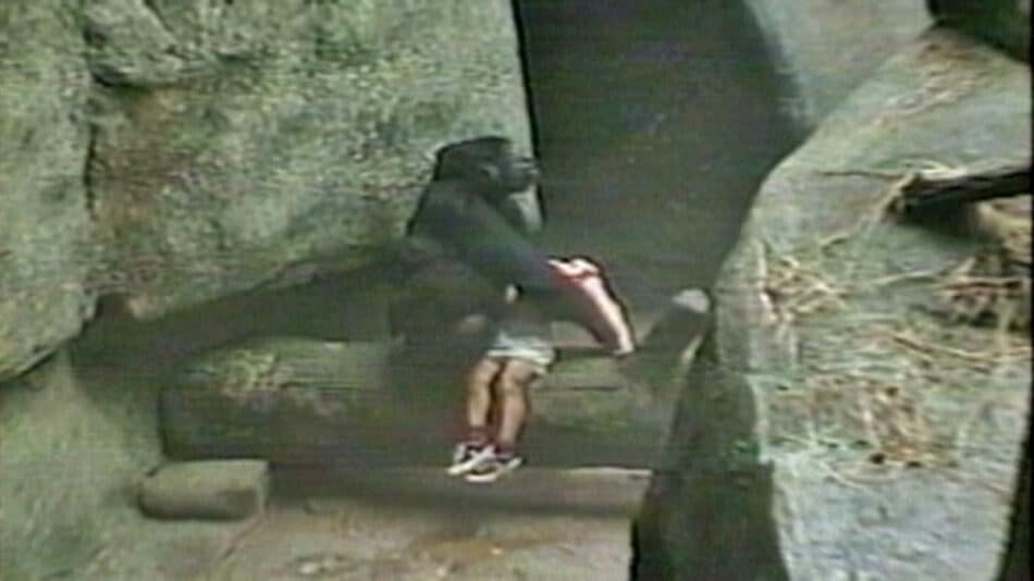 Así reaccionó un gorila cuando un niño cayó en su recinto en 1996