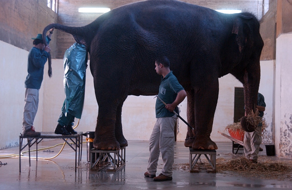 Así se realiza una ecografía a una elefanta preñada