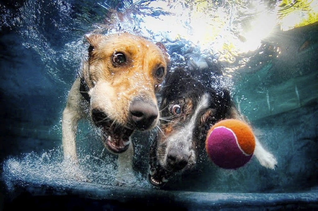 Así se sienten los perros bajo el agua