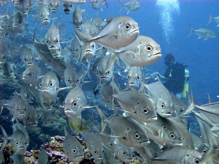 Así serán los peces que dominen los océanos tras la acidificación