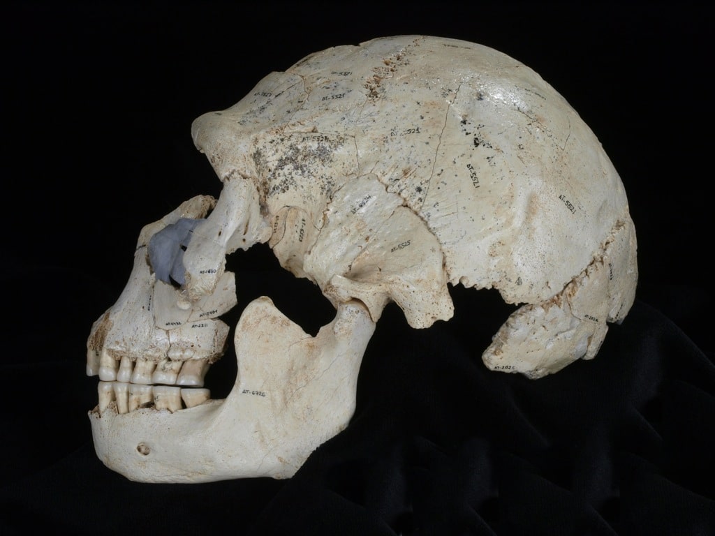 Atapuerca: Neandertales por la cara
