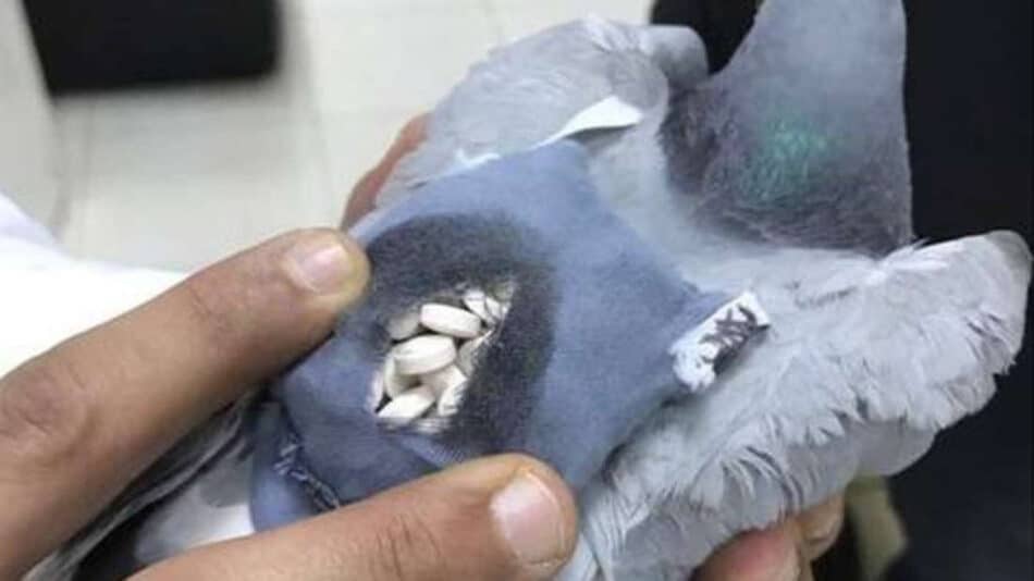 Atrapan una paloma mensajera que transportaba droga