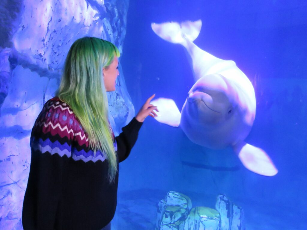Los canarios del mar: ¿Cómo enseñan las madres beluga a conversar a sus crías? 1 audra ames con kylu en el acrilico jpg 1552472249 Los canarios del mar: ¿Cómo enseñan las madres beluga a conversar a sus crías?