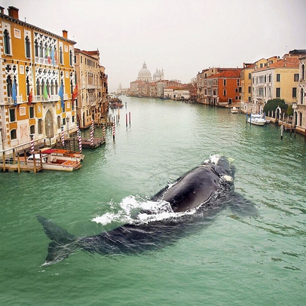 ¿Ballenas en Venecia?