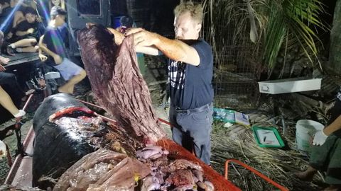 Descubren una ballena muerta… ¡con 40 kilos de plásticos en el estómago!