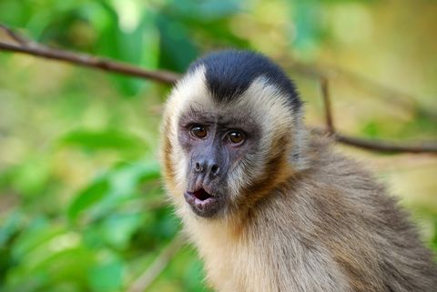Los monos capuchinos están en su edad de piedra