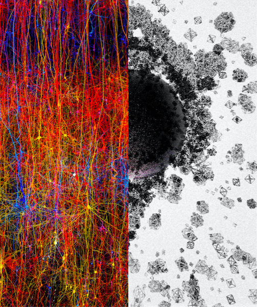 Blue Brain descubre un universo de múltiples dimensiones en el cerebro