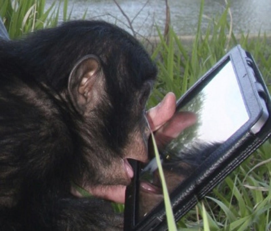 Bonobos con pantalla táctil