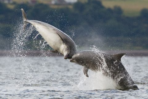 Las hembras de delfín podrían tener orgasmos