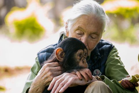 Jane Goodall, una de las 100 personas más influyentes del planeta