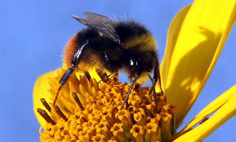 ¿Cómo obtuvieron las rayas las abejas y abejorros?