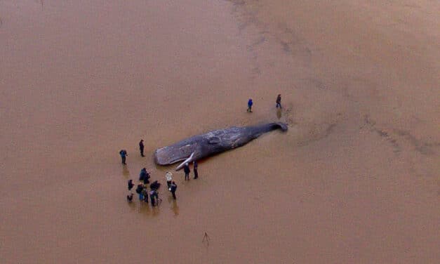 Cada vez estamos más cerca de resolver el misterio de las ballenas varadas