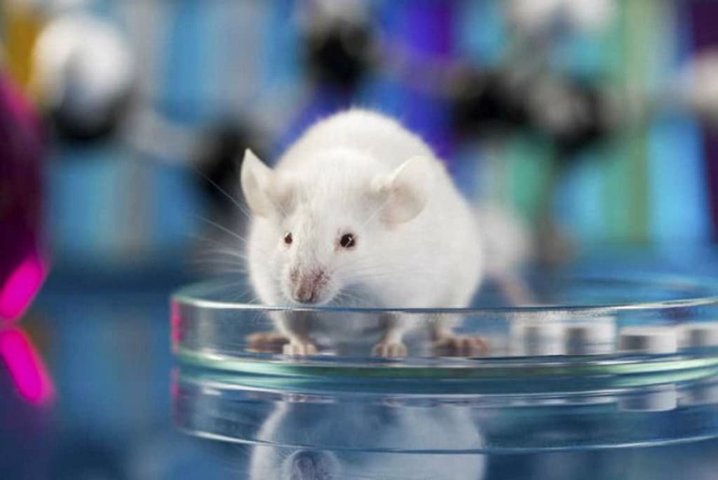 Cada vez se realizan menos experimentos y pruebas con animales