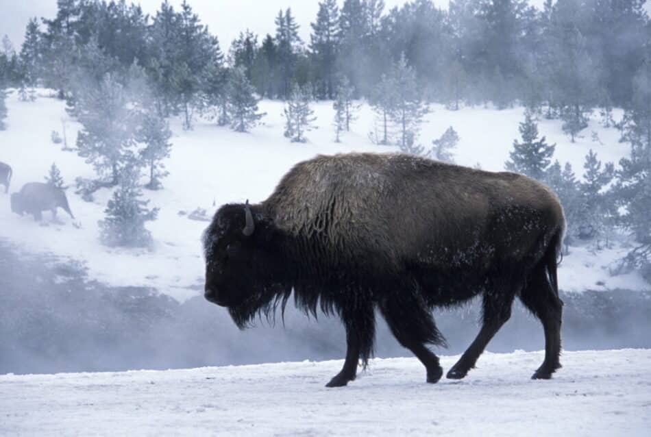 Canadá celebra el retorno del bisonte salvaje