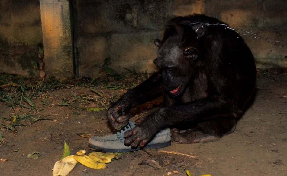 El chimpancé está perdiendo sus buenas costumbres
