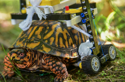 Una silla de ruedas de LEGO para ayudar a esta tortuga herida