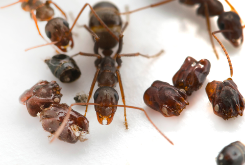 Las hormigas recolectoras de cabezas
