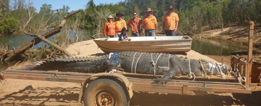 Capturan a uno de los cocodrilos más grandes del mundo